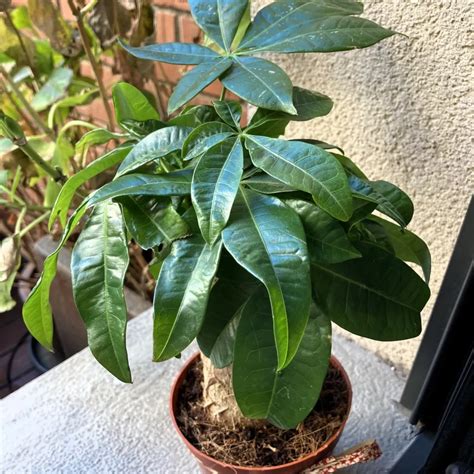 Money Tree Care Tips The Lucky Indoor Plant