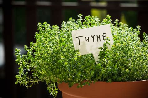 Thyme Companion Plants (What Not to Grow Near Thyme) | The Home Tome