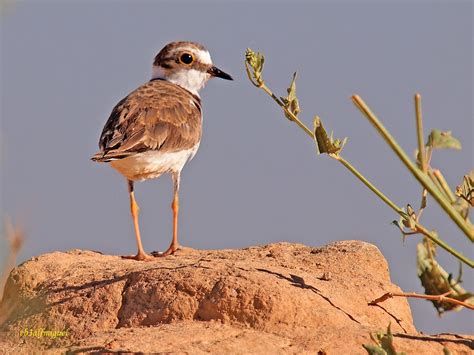 MIS AMIGAS LAS AVES Chorlitejo Chico Charadrius Dubius