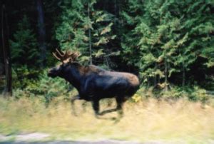 Shiras Moose Hunt Idaho – Ridgerunner Outfitters, Idaho