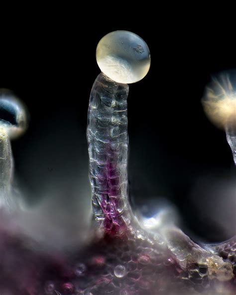 List of Seed Banks located in the USA ⋆ The Best Rated Seed Shops ⋆