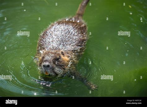 Adult beaver eating a plant. Beaver in a lake. Beaver in water in the evening Stock Photo - Alamy