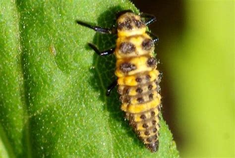 Which Predominantly Yellow Ladybug Nymph Bugguide Net