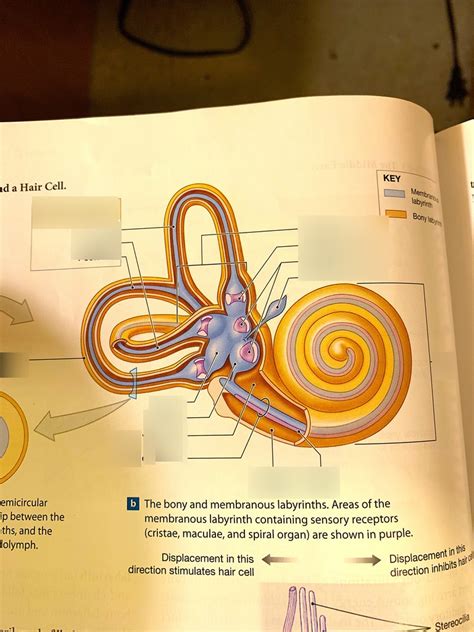 Inner Ear Diagram Quizlet