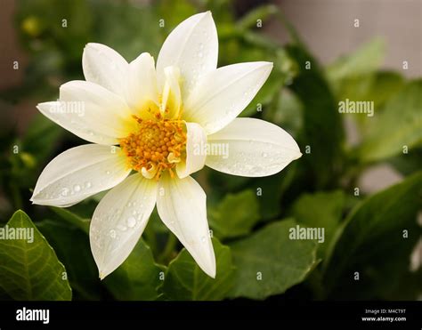 White Dahlia Stock Photo Alamy