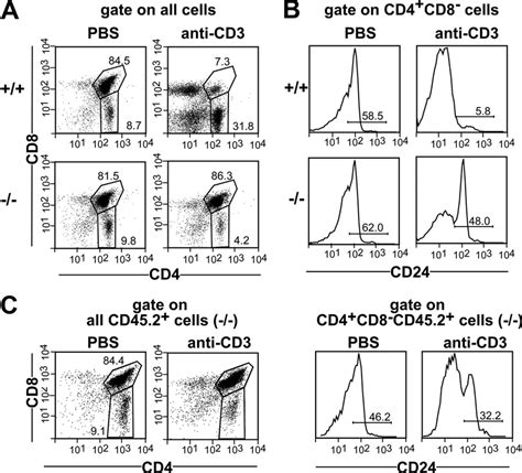 Impaired Negative Selection Of Ccr Deficient Thymocytes In Vivo