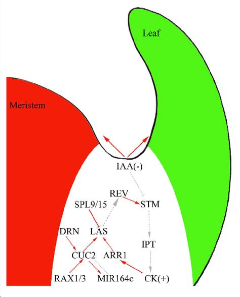 The Interplay Of Phytohormones And Transcription Factors Tfs To Download Scientific Diagram