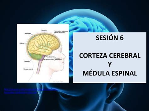 Ppt Corteza Cerebral Y M Dula Espinal Corteza Cerebral