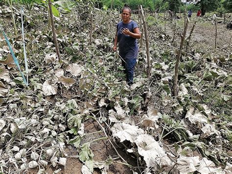 Cultivos Dañados Por Inundación La Prensa Gráfica