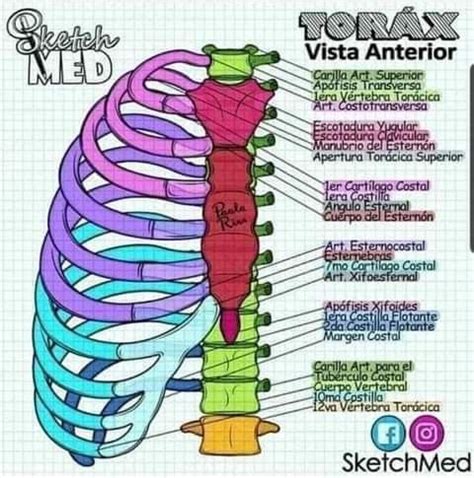 Pin De En Anatomia Y Fisiologia Humana Anatom A Del