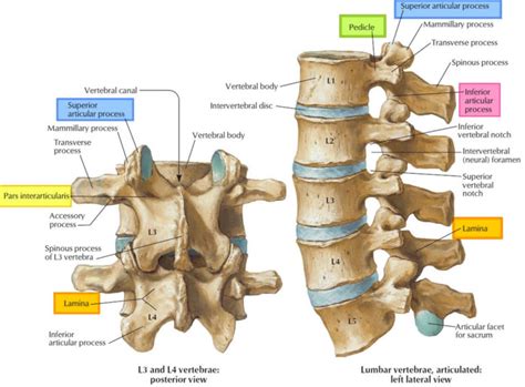 Lumbar facet syndrome causes, symptoms, diagnosis, treatment & prognosis