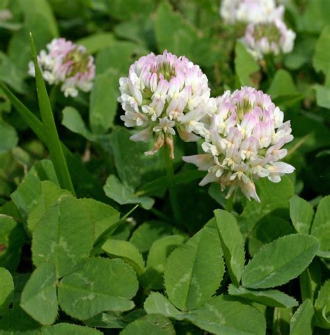 SEINet Portal Network Trifolium Repens