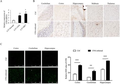 Upregulation Of CFB In The Brains Of Scrapie Infected Mice Collected At