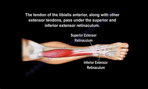 Anatomy Of The Tibialis Anterior Muscle — OrthopaedicPrinciples.com