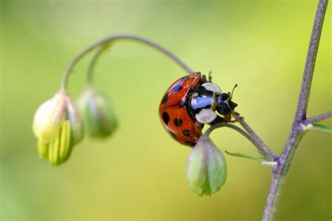 Coccinelle Insecte La Nature Vert Photo Gratuite Sur Pixabay Pixabay