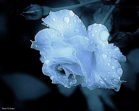 Icy Blue Roses Everythings Coming Up Roses Pinterest