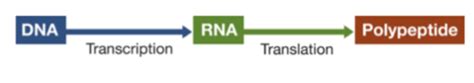 Chapter 14 Gene Expression Flashcards Quizlet