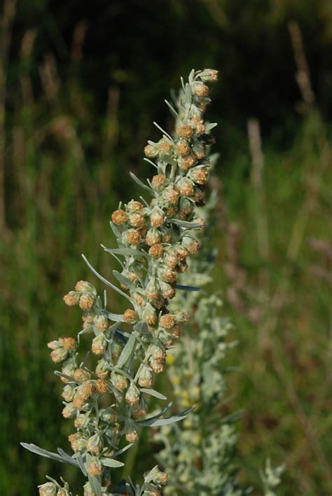 Artemisia Absinthium Asteraceae Image At Phytoimages Siu Edu