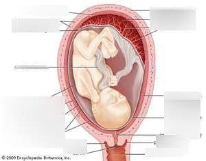 Fetus Model Diagram Quizlet