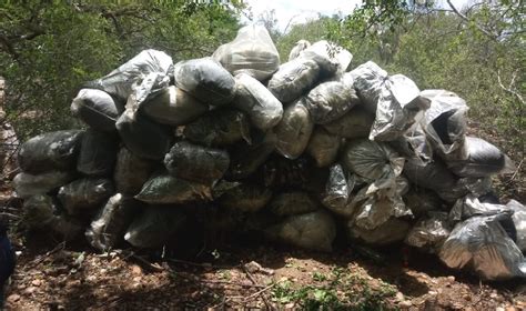 Polícia destrói 1 tonelada de maconha e 1 kg de haxixe na zona rural de