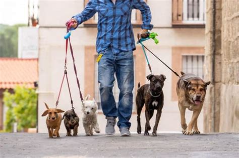 City Dogs These Are The 10 Best Breeds Of Adorable Dog For Urban