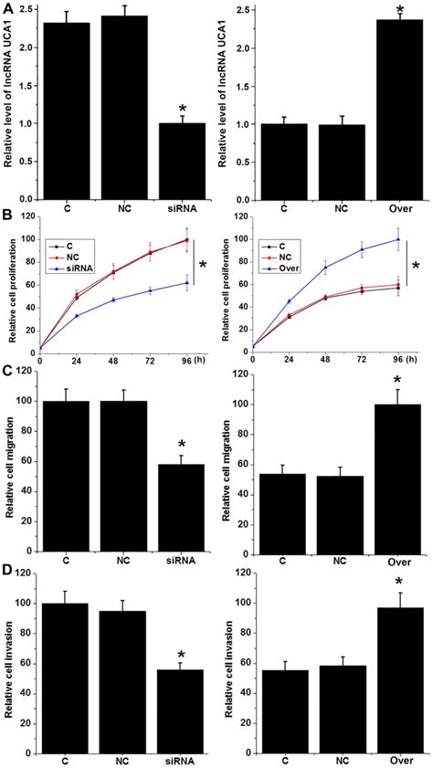 Lncrna Uca1 Promotes Cell Proliferation Invasion And Migration Of