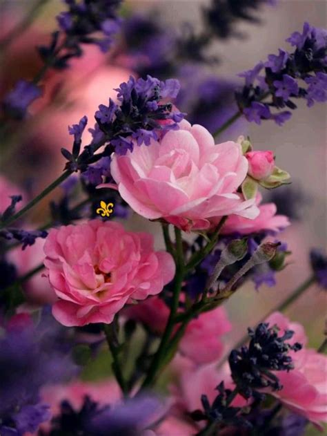 Pin by अRNव अRCHन on Pins by you Beautiful flowers photos