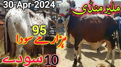 Malir Mandi Cattle Rates Update 30 Apr 2024 Malir Mandi Update Cow