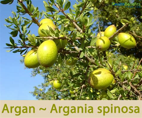 Argan facts and health benefits