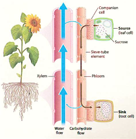 What Does The Plant Used To Transport Water And Nutrients At Robert