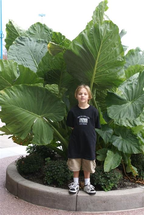 Upright Elephant Ears Elephant Ears - Alocasia odora from Growing Colors