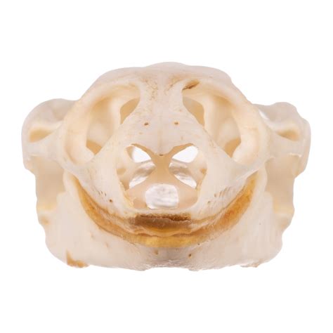 Real Softshell Turtle Skull — Skulls Unlimited International, Inc.