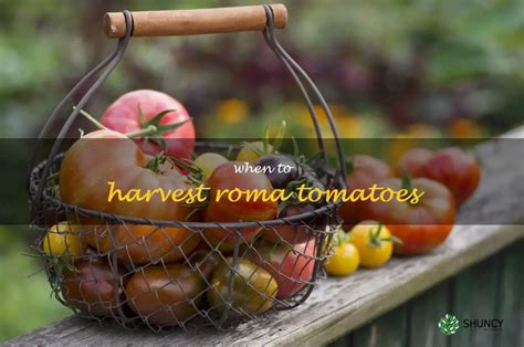 Uncovering The Perfect Time To Harvest Roma Tomatoes | ShunCy