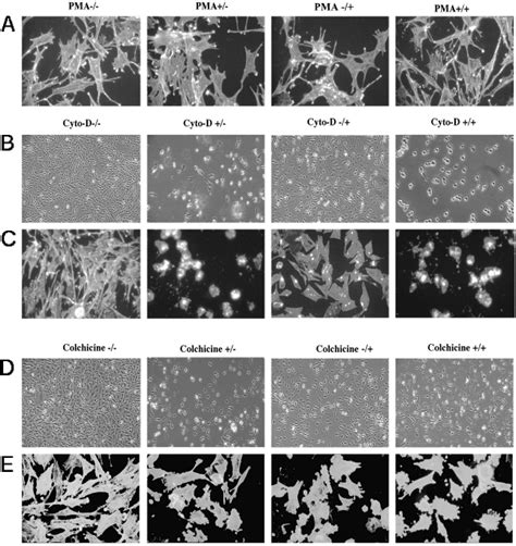 Cell Morphology And Cytoskeleton Organization Are Altered By