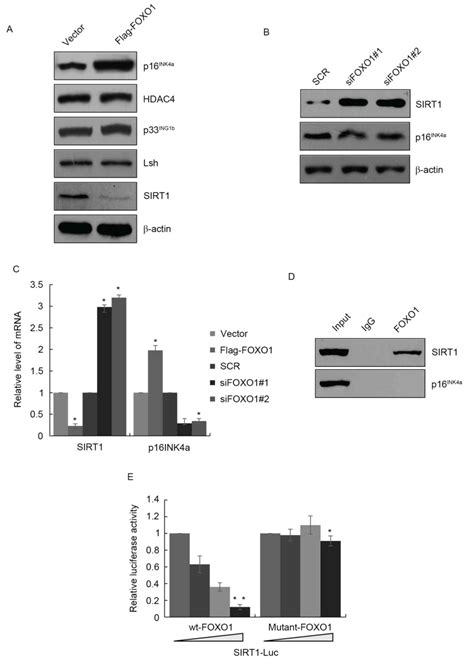 Foxo1 Is Crucial In Glioblastoma Cell Tumorigenesis And Regulates The