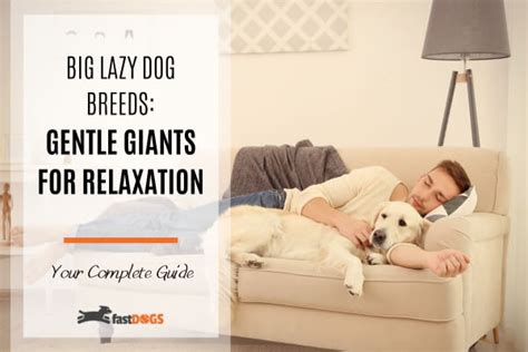 Big Lazy Dog Breeds: Gentle Giants for Relaxation