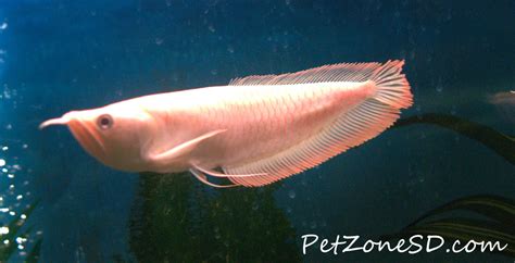 Carnivorous Tropical Fish Albino Silver Arowana