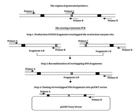 Schematic Picture Of Construction Recombinant Plasmid Dnas 9 Download Scientific Diagram