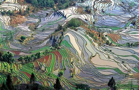 Ancient China Agriculture Facts for Kids (All You Need to Know!)