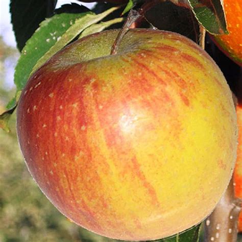 Pommier Rubinette MALUS Domestica Rubinette Pommier De Table