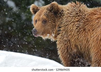 Brown Bear After Hibernation Wild Stock Photo 129869435 | Shutterstock