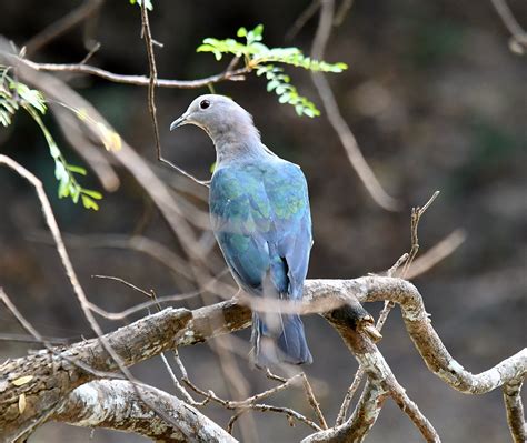 The Life Journey In Photography Green Imperial Pigeon Wilpattu