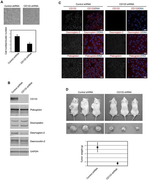 Cd133 Controls Cell Cell Adhesion And Is Required For Tumorigenicity Of