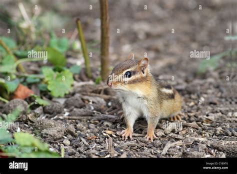 Chipmunk habitat hi-res stock photography and images - Alamy