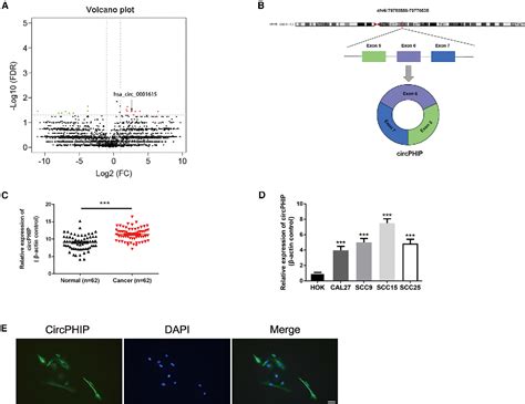 Figure 1 From Circphip Promotes Oral Squamous Cell Carcinoma