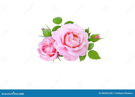 Pink Rose Flowers Buds And Leaves Bunch Transparent Png Additional