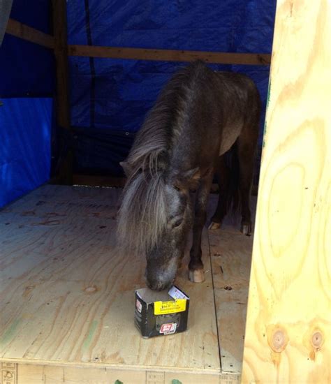 "Spirit" Realitys Full Of Presence AMHA PQ/AMHR Black Varnish Snowflake Appaloosa stallion ...