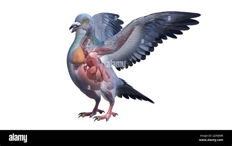 Pigeon anatomy, illustration Stock Photo - Alamy