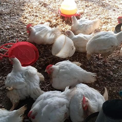 Poultry Farming: Broiler Chicken Behaviors | Enjoy Organic Farms