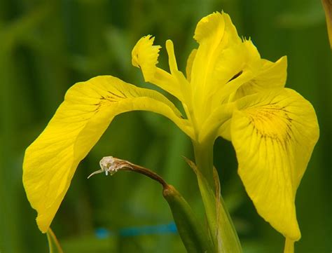 Iris Pseudacorus Guide How To Grow And Care For “yellow Flag Iris”